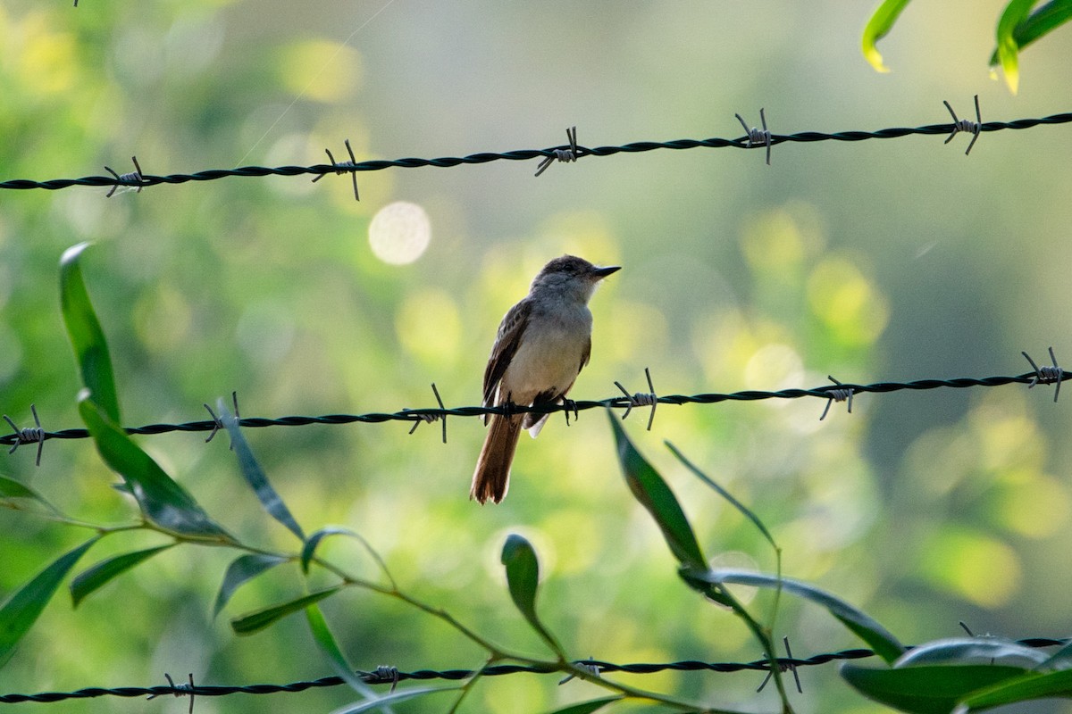 Ash-throated Flycatcher - Joshua Joun