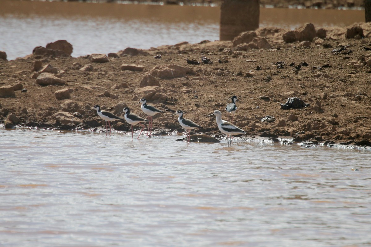 Black-necked Stilt - ML258791391