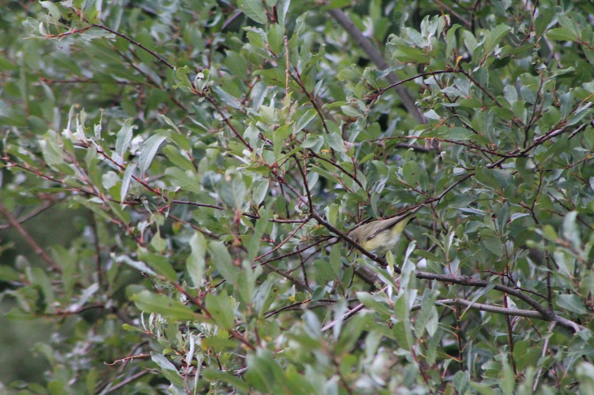 Red-eyed Vireo - Joseph Rocheteau