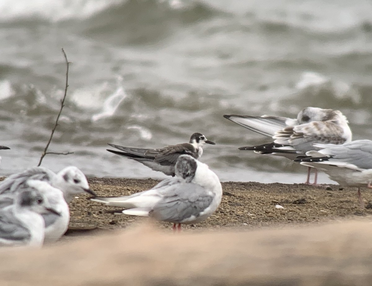 Black Tern - Derek Rogers