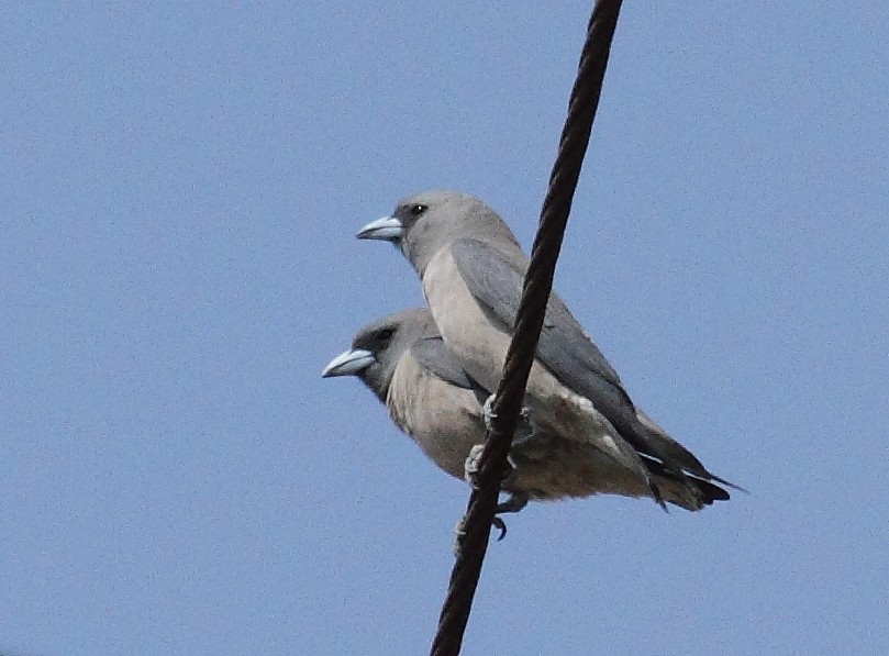 Ashy Woodswallow - Albin Jacob