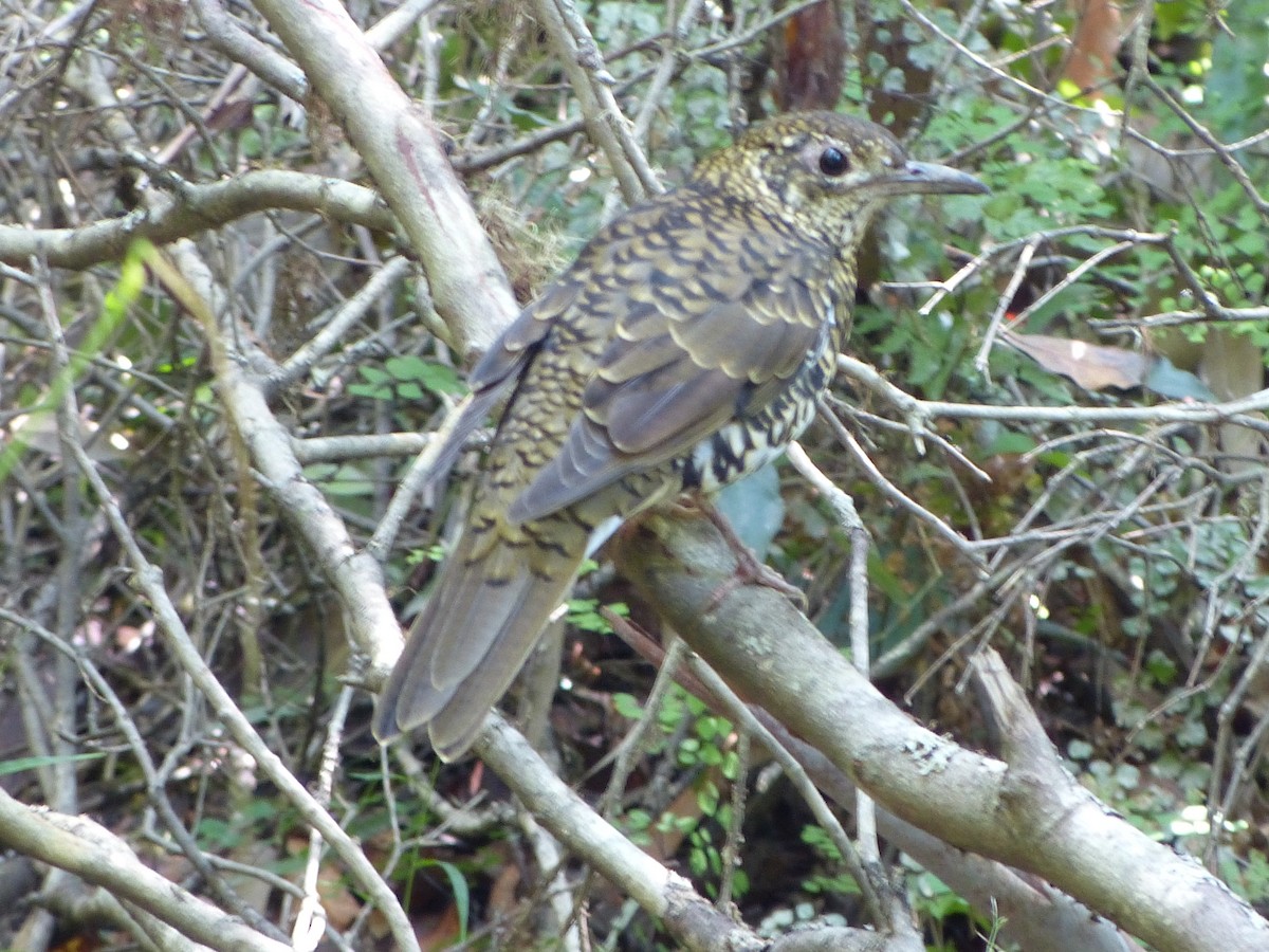 Bassian Thrush - ML25879671
