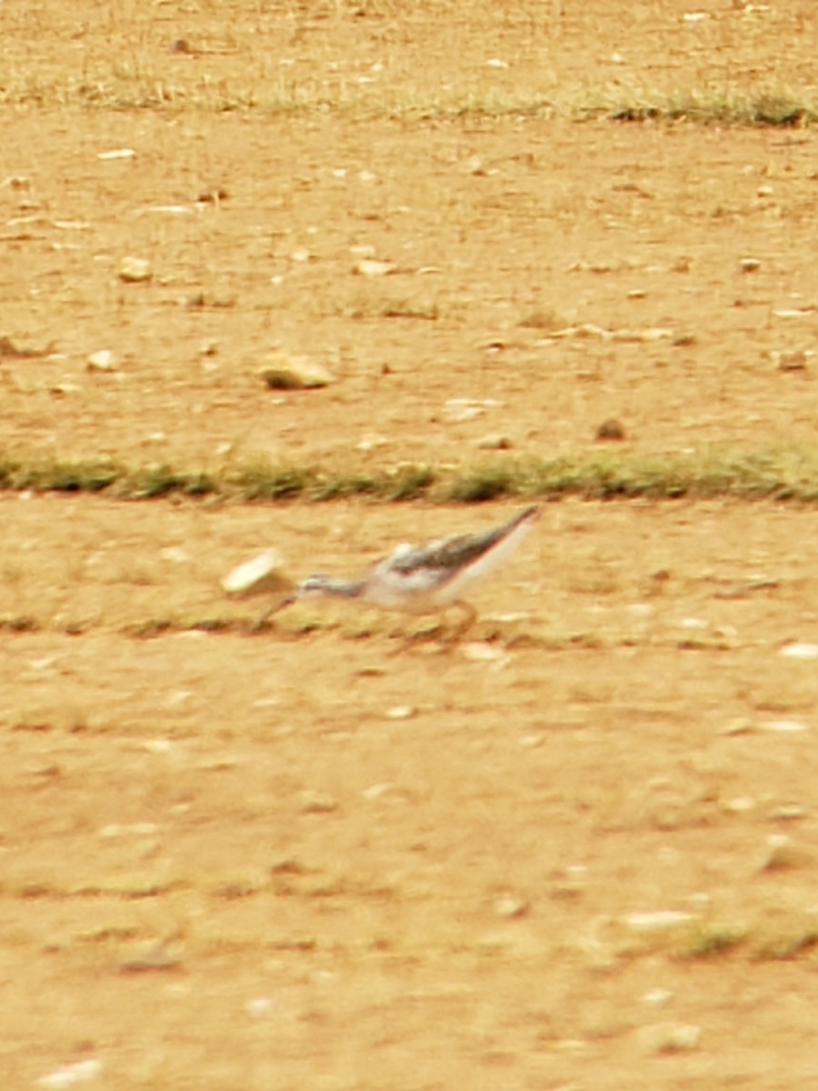 Wilson's Phalarope - ML258797551