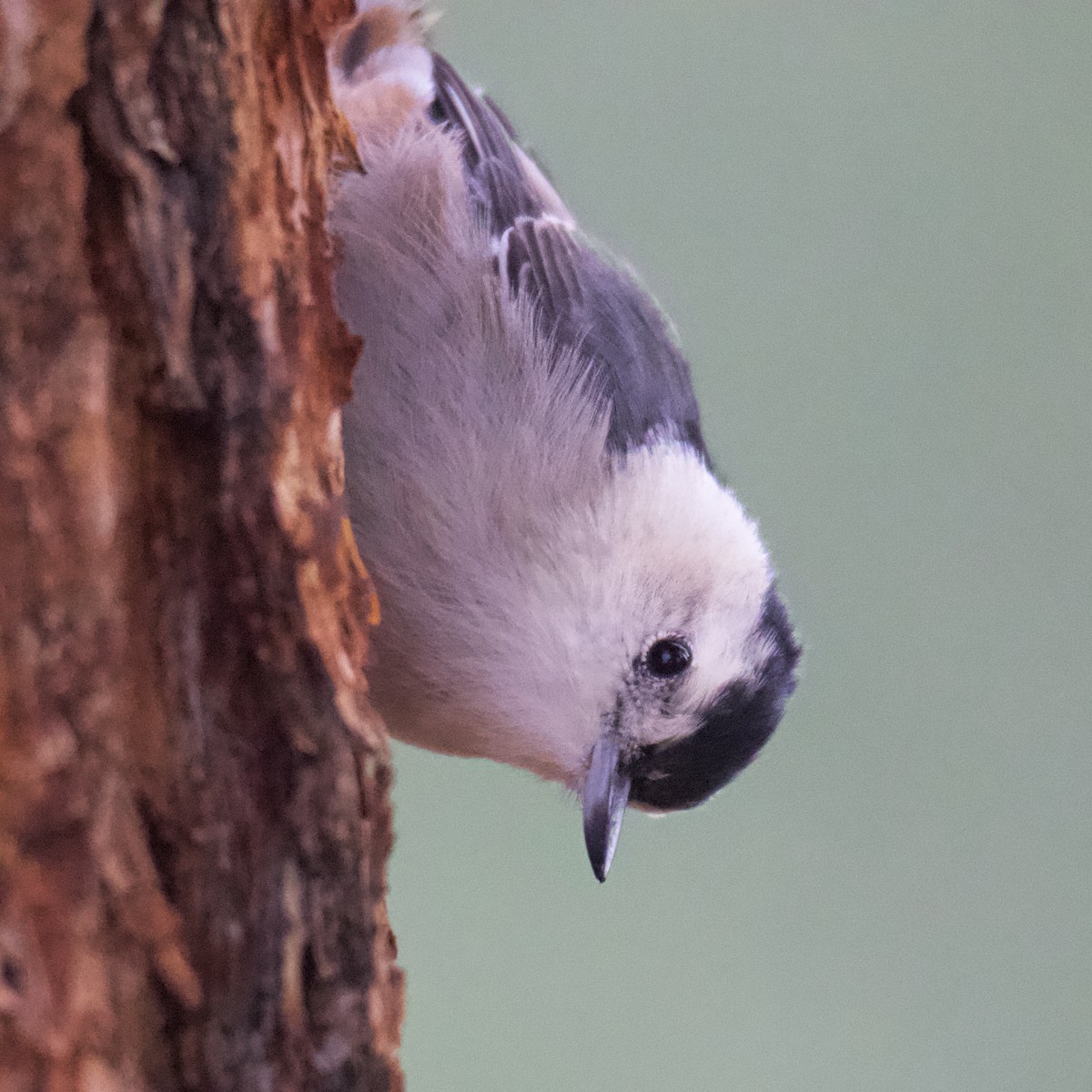 White-breasted Nuthatch - ML258797721