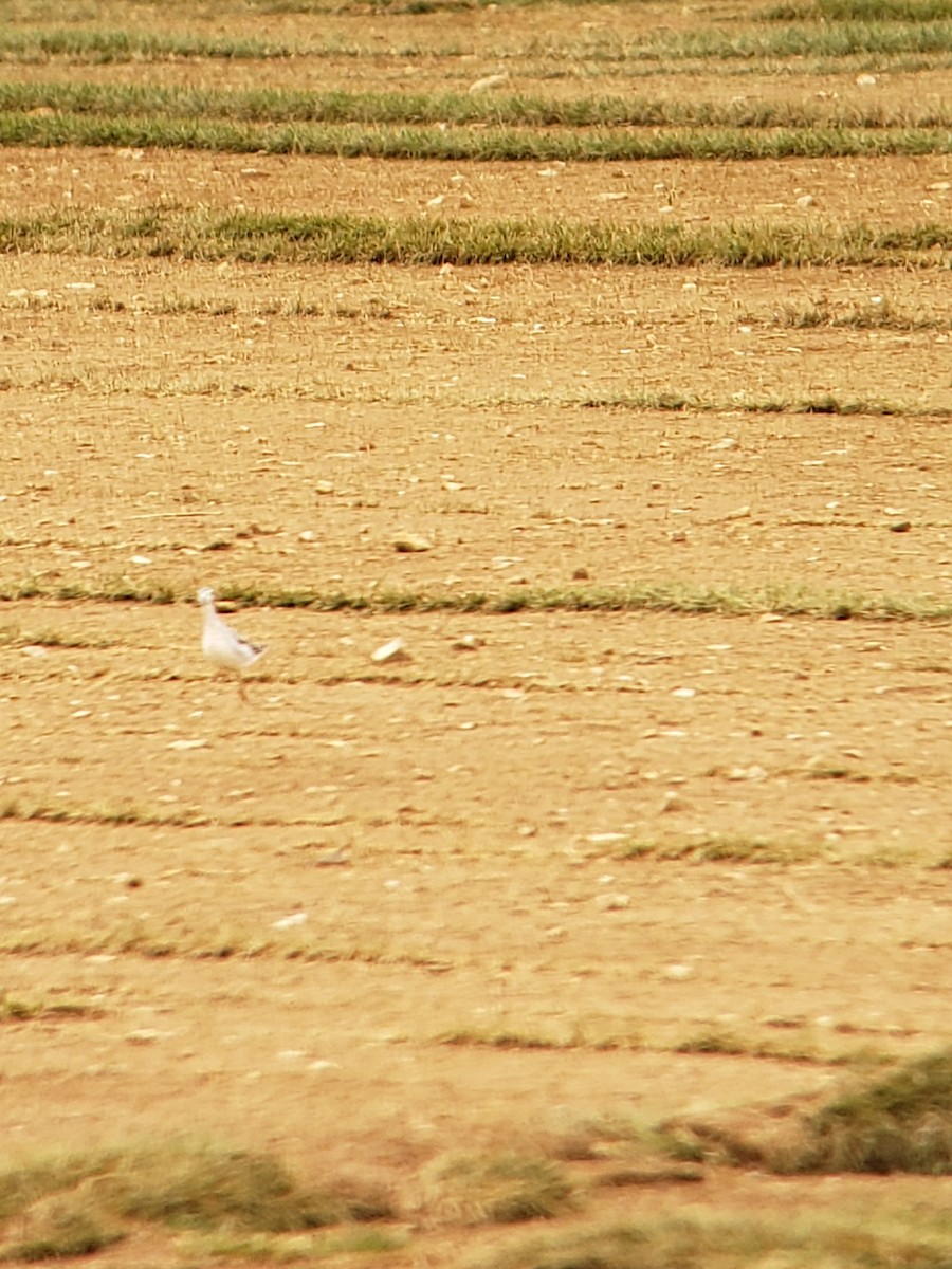 Wilson's Phalarope - ML258797901