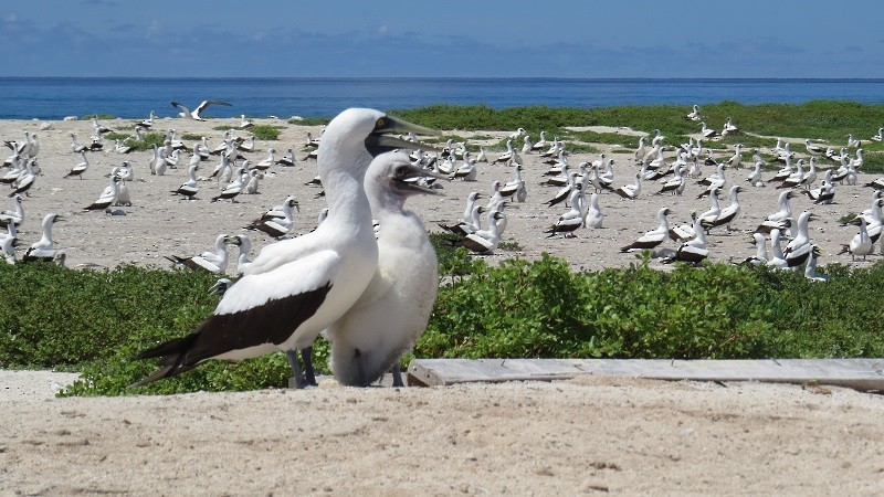 Masked Booby - ML25879881