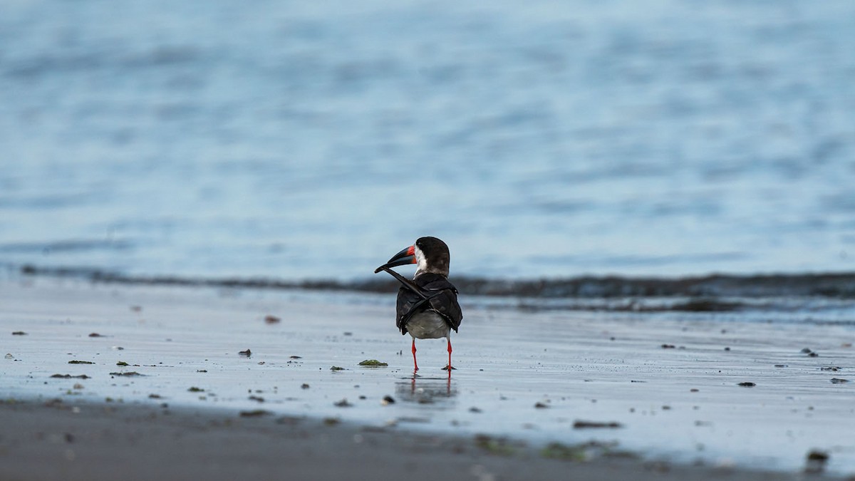 Black Skimmer - ML258798821