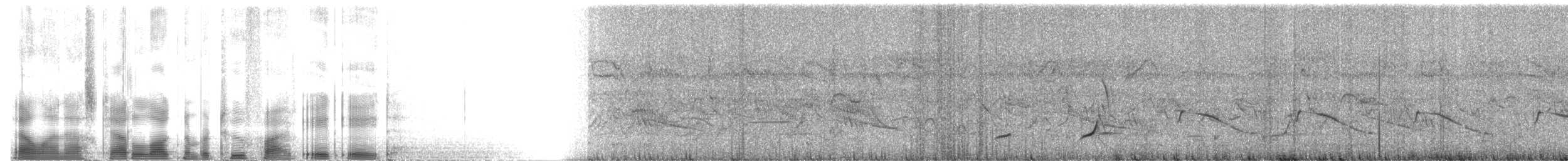 Black-throated Bobwhite - ML2588