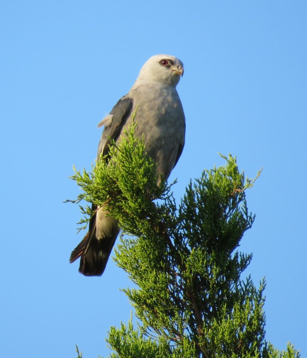 Mississippi Kite - ML258800581