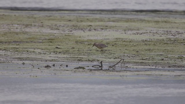 Red Knot - ML258800681