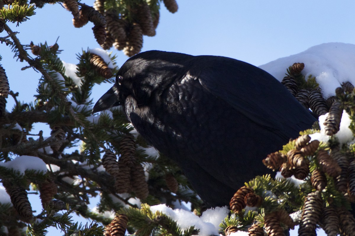 American Crow - ML25880151