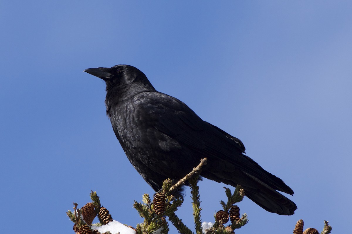 American Crow - ML25880161