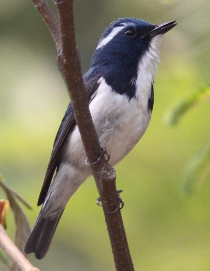 Ultramarine Flycatcher - ML25880331