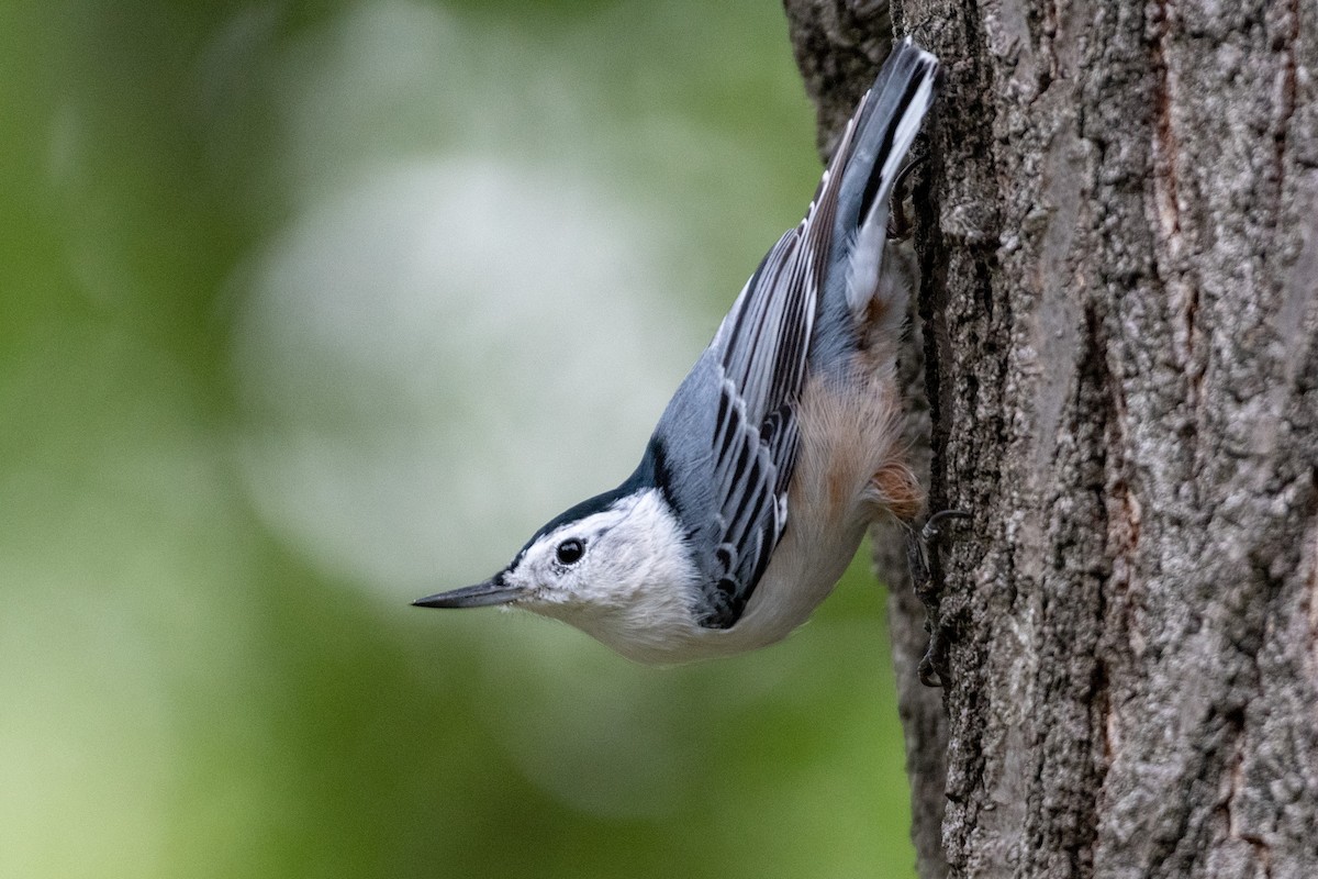 White-breasted Nuthatch - ML258803981