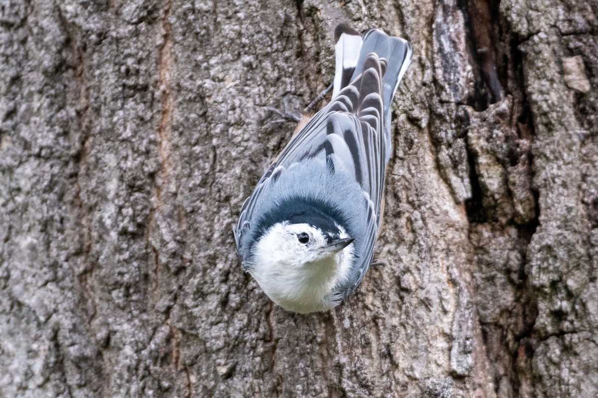 White-breasted Nuthatch - ML258804011