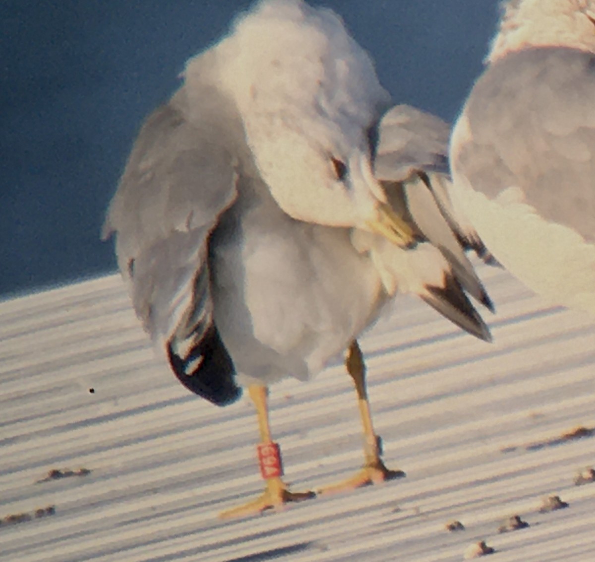 Ring-billed Gull - ML258804121