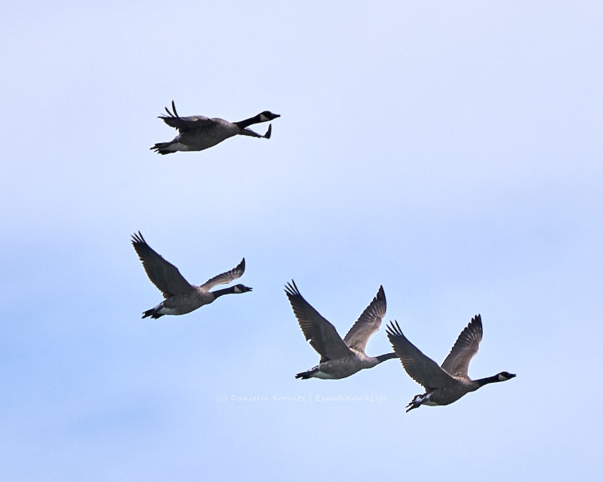 Canada Goose - ML258805311