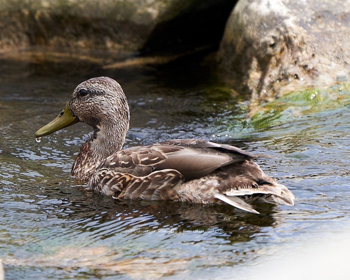 Mallard - ML258805361