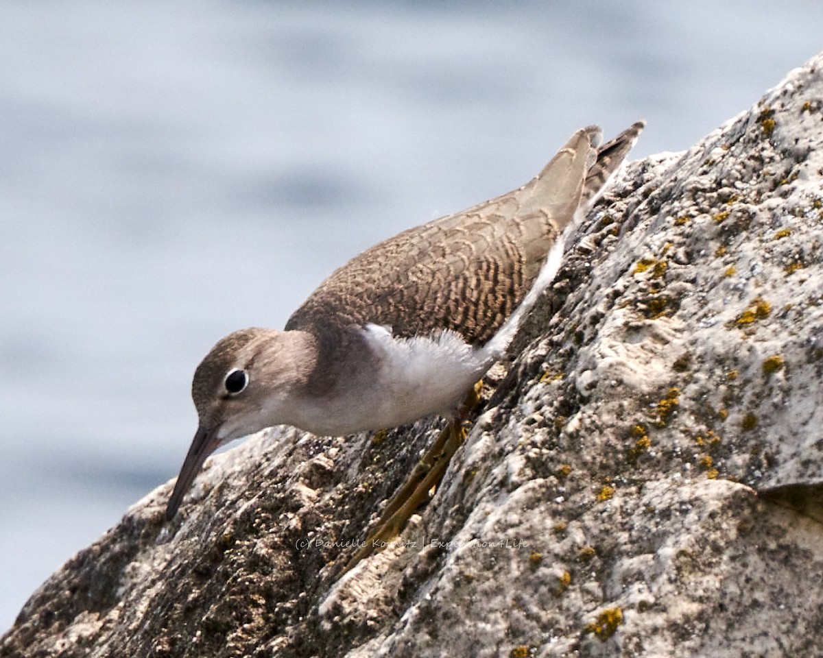 Spotted Sandpiper - ML258805461
