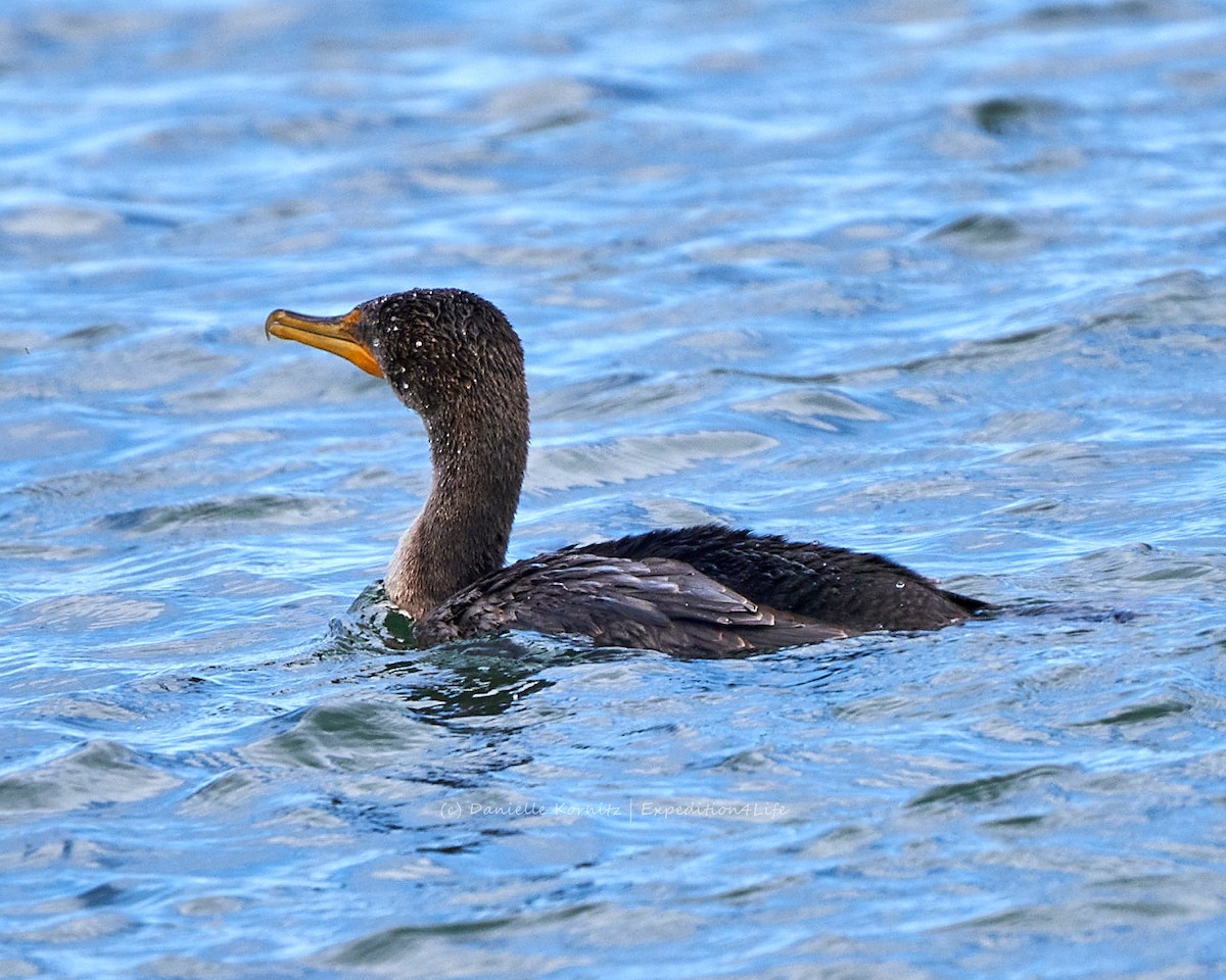 Double-crested Cormorant - ML258805611