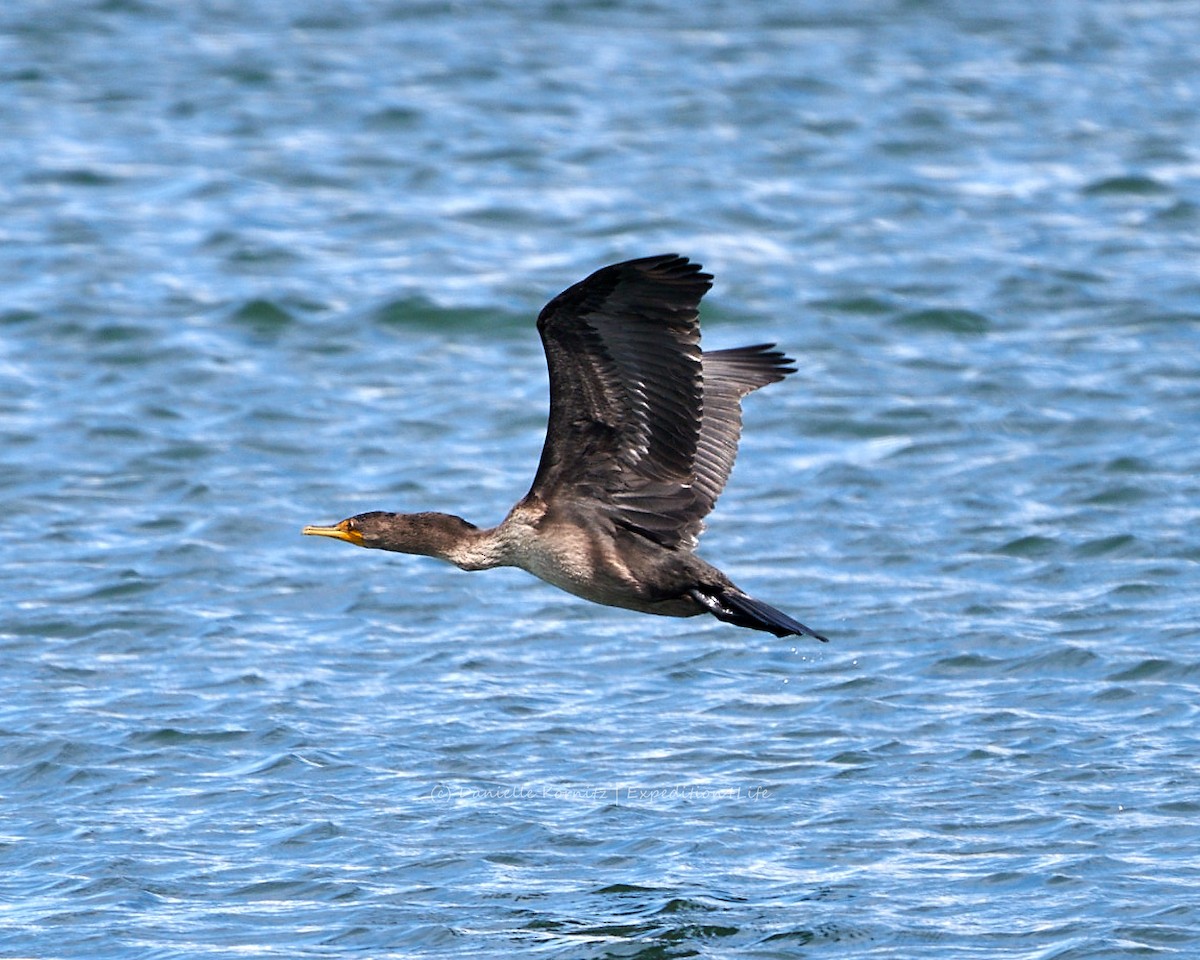 Double-crested Cormorant - ML258805621