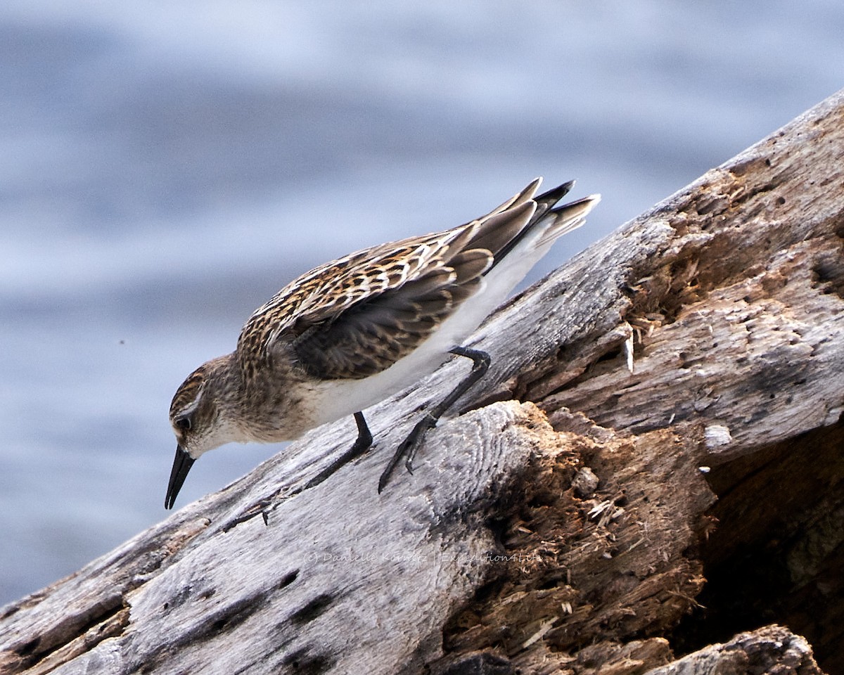 Semipalmated Sandpiper - ML258805761
