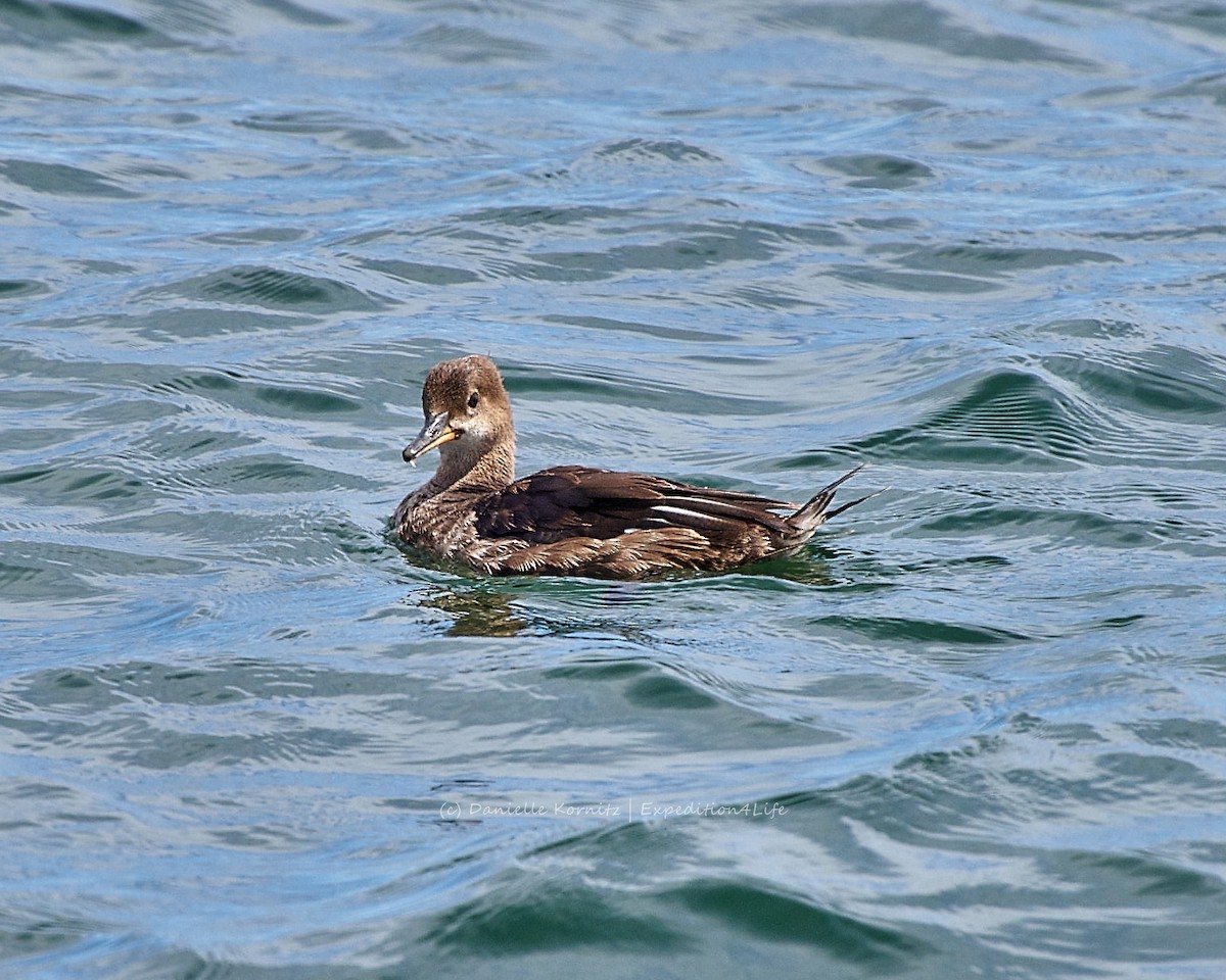 Hooded Merganser - ML258805871