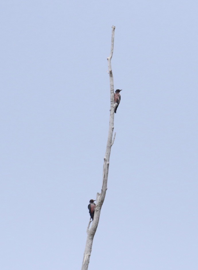 Lewis's Woodpecker - ML258806521