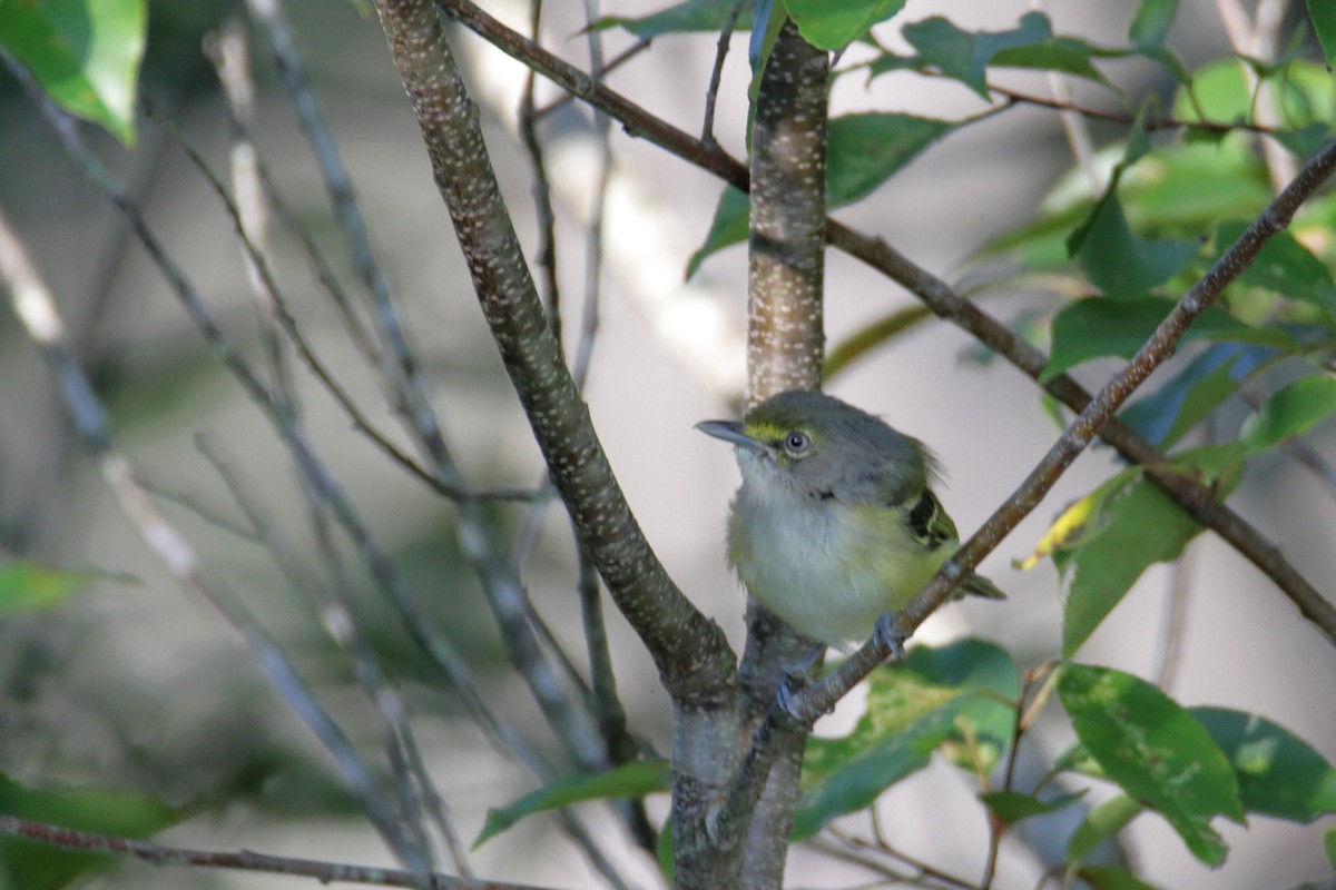 White-eyed Vireo - ML258806701