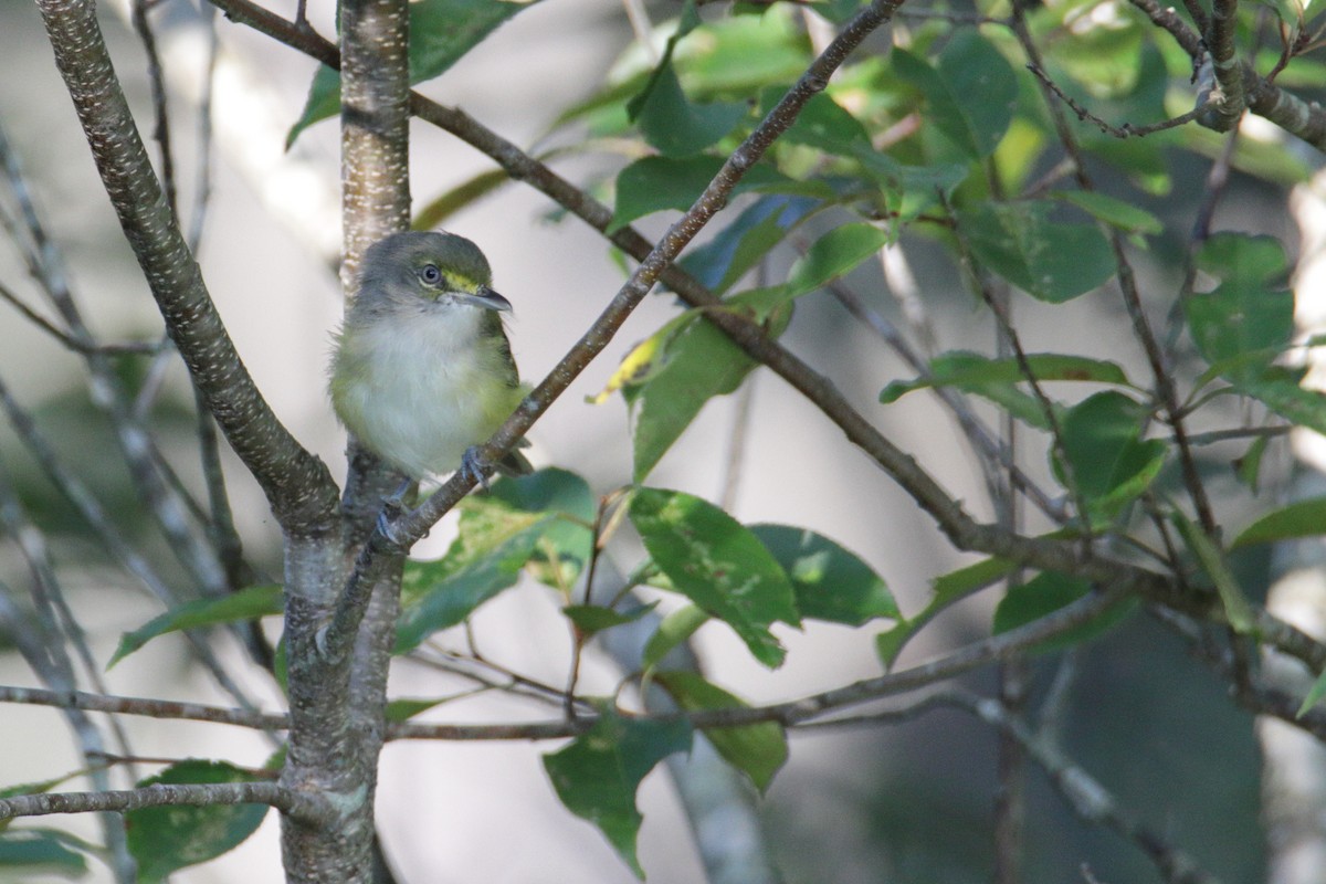 White-eyed Vireo - ML258806711