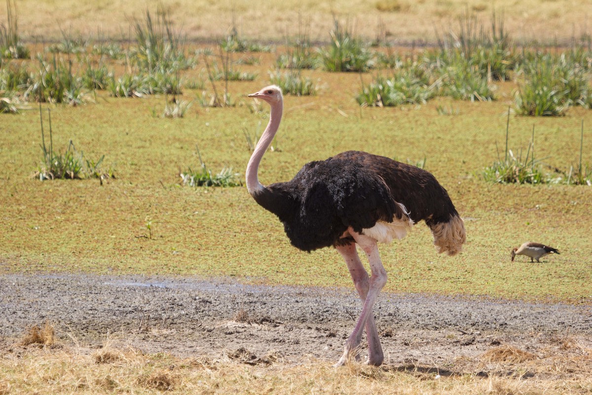Common Ostrich - ML258806761