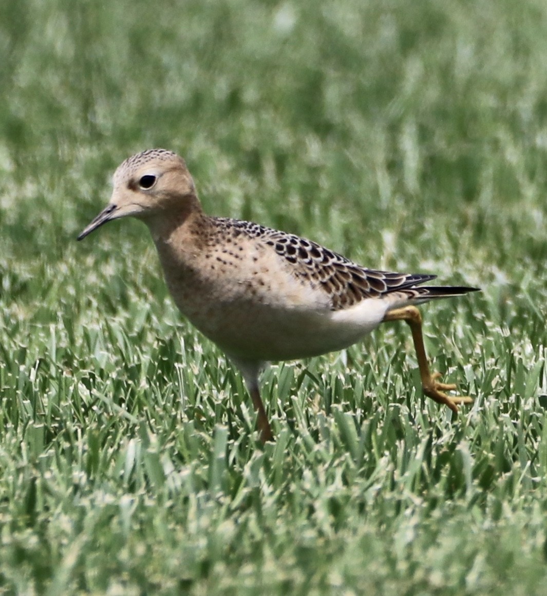 Buff-breasted Sandpiper - ML258807171