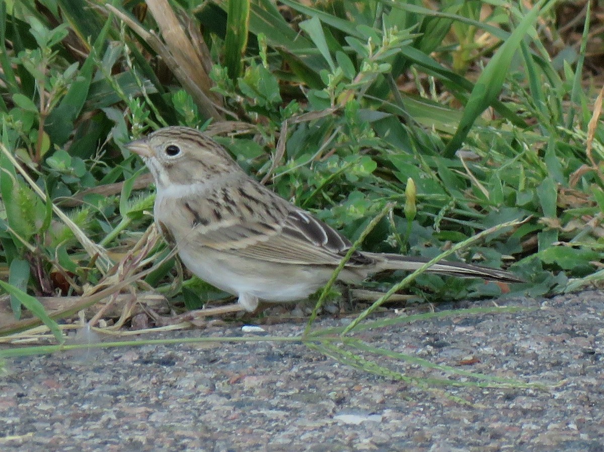 Brewer's Sparrow - ML258808581