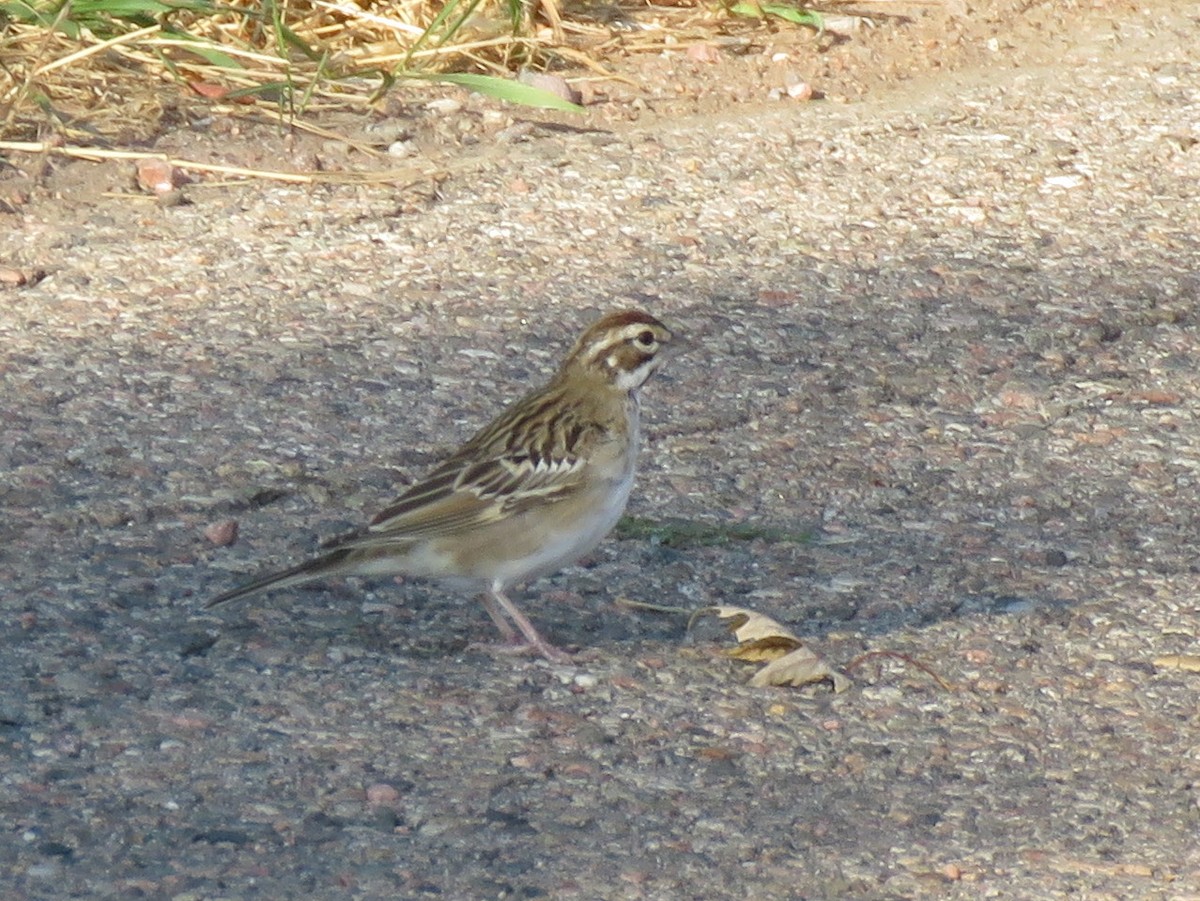 Bruant à joues marron - ML258808741