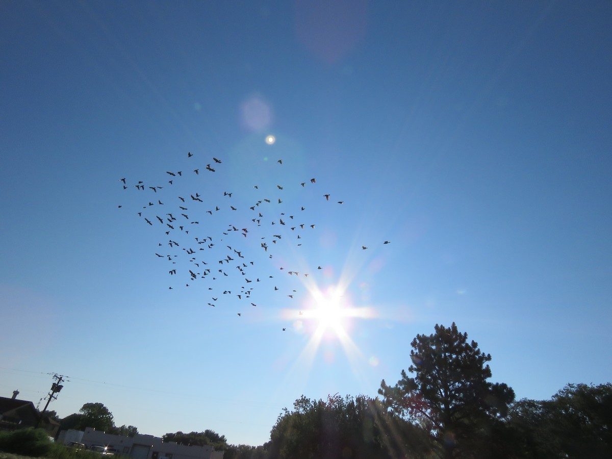 Yellow-headed Blackbird - ML258808911