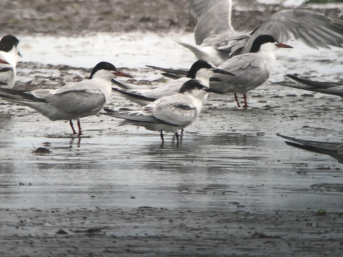Roseate Tern - ML258809181