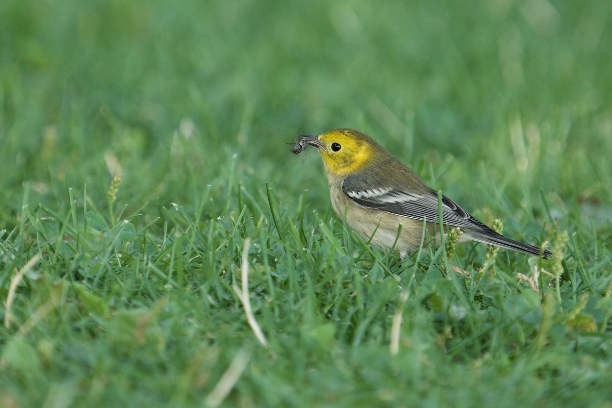 Hermit Warbler - Yvonne Wright