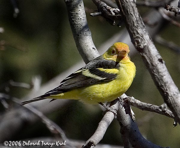 Western Tanager - ML258810171