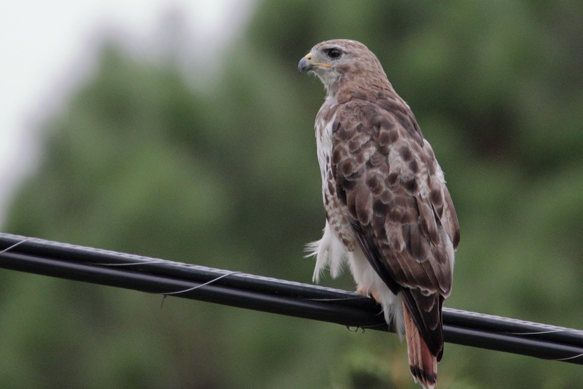 Red-tailed Hawk - ML258810711