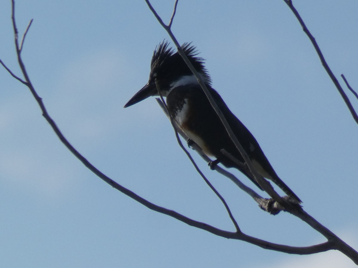 Belted Kingfisher - ML258811841
