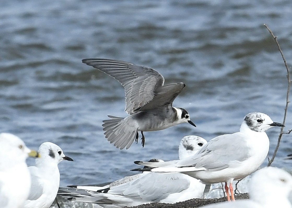 Black Tern - ML258812331