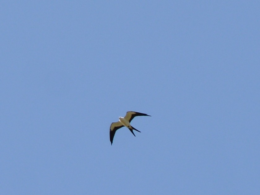 Swallow-tailed Kite - ML258812361