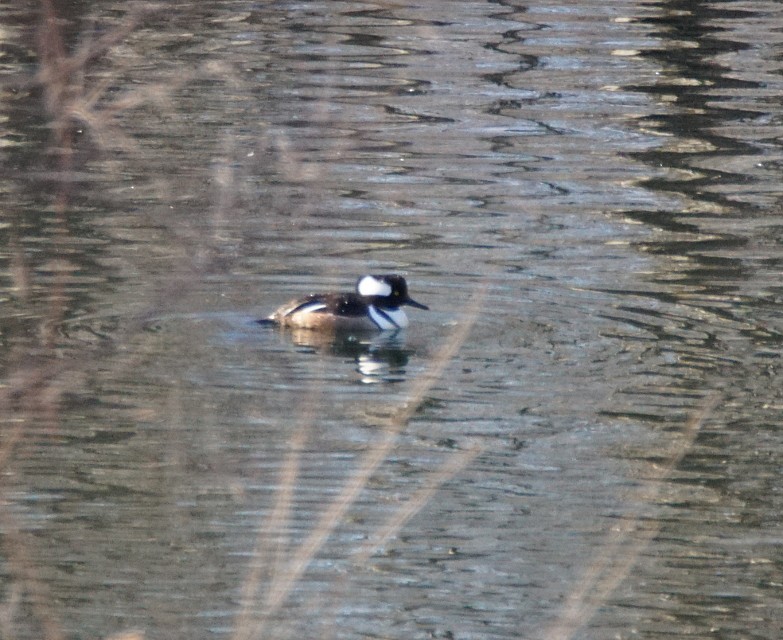 Hooded Merganser - ML25881361