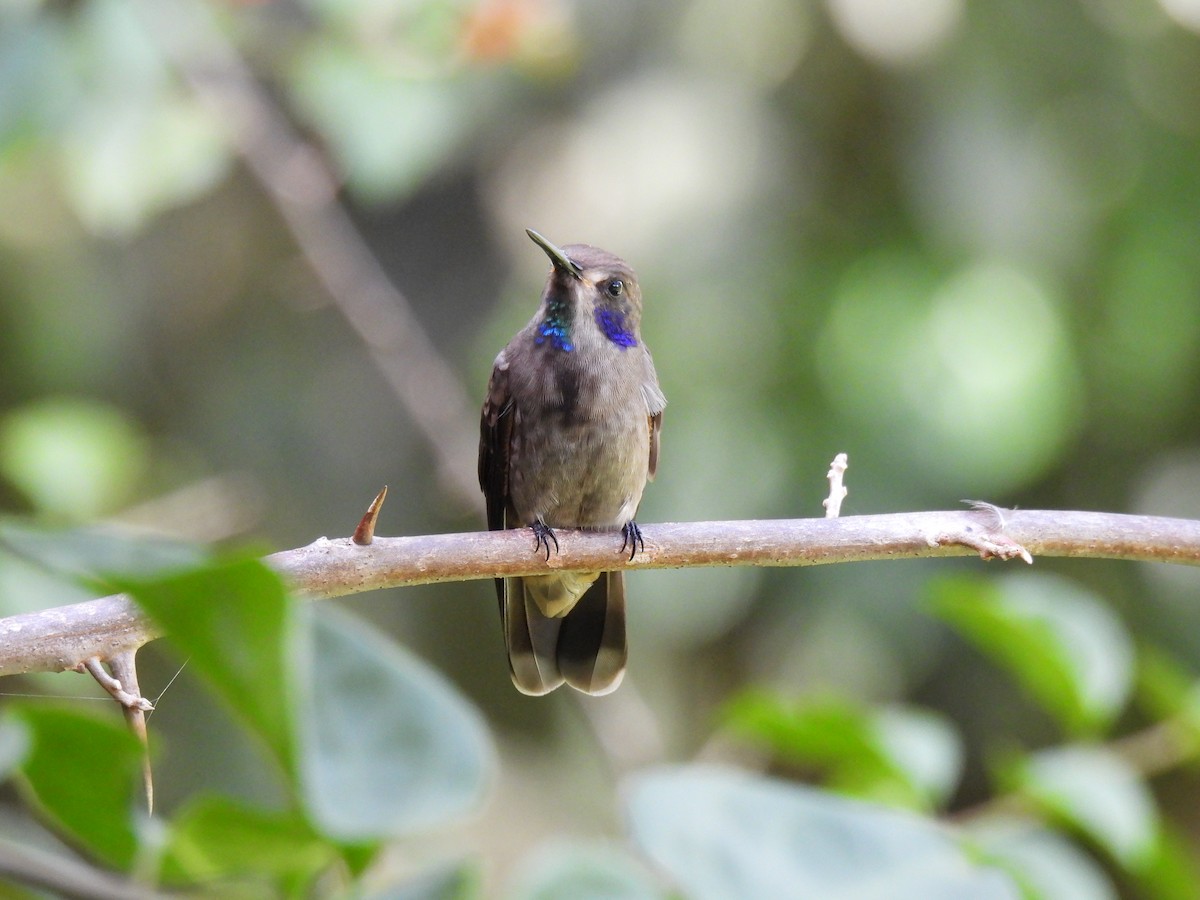 Brown Violetear - Carlos Ulate