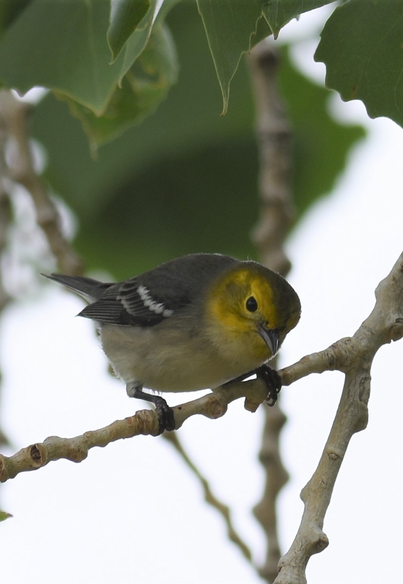 Hermit Warbler - ML258819721