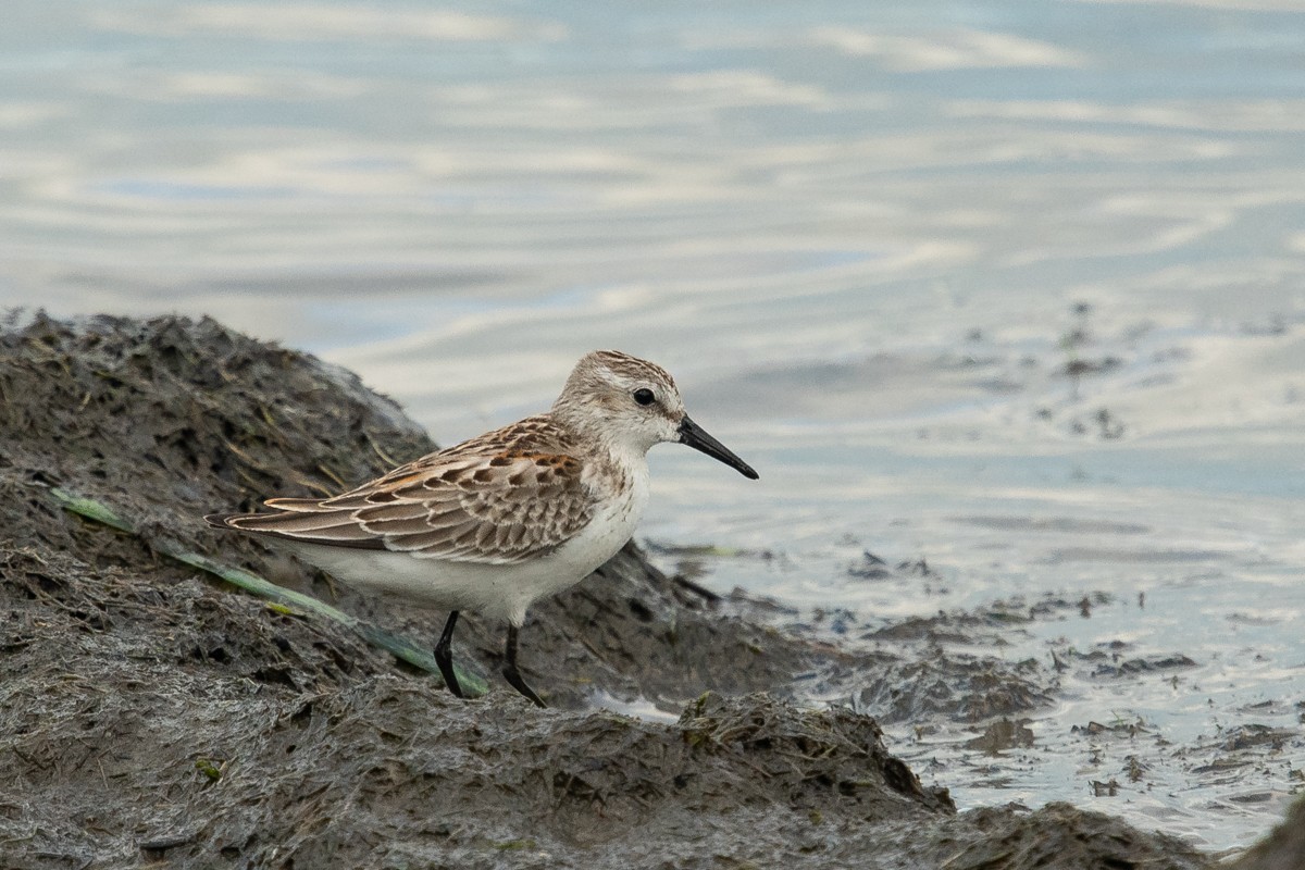 Western Sandpiper - Ryan Griffiths