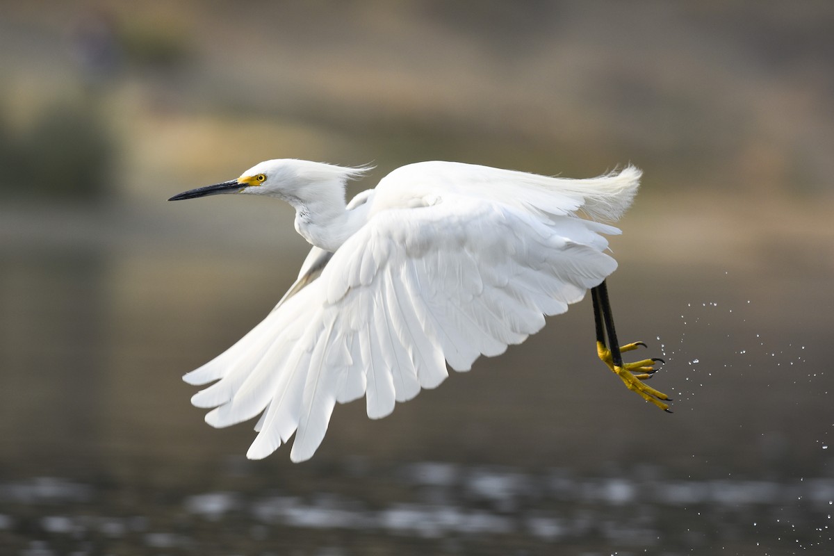 Snowy Egret - ML258822241