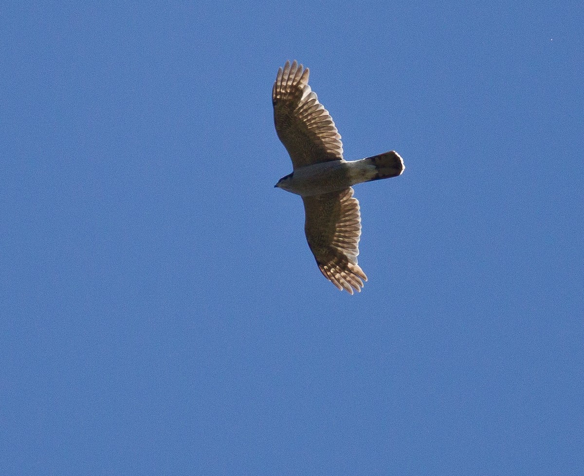 American Goshawk - ML258825441