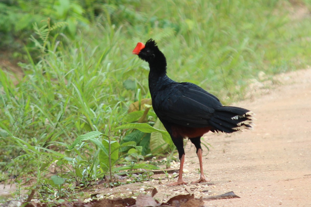 Razor-billed Curassow - ML258825991