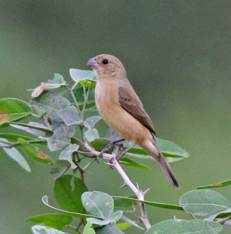 Cinnamon-rumped Seedeater - ML258826101